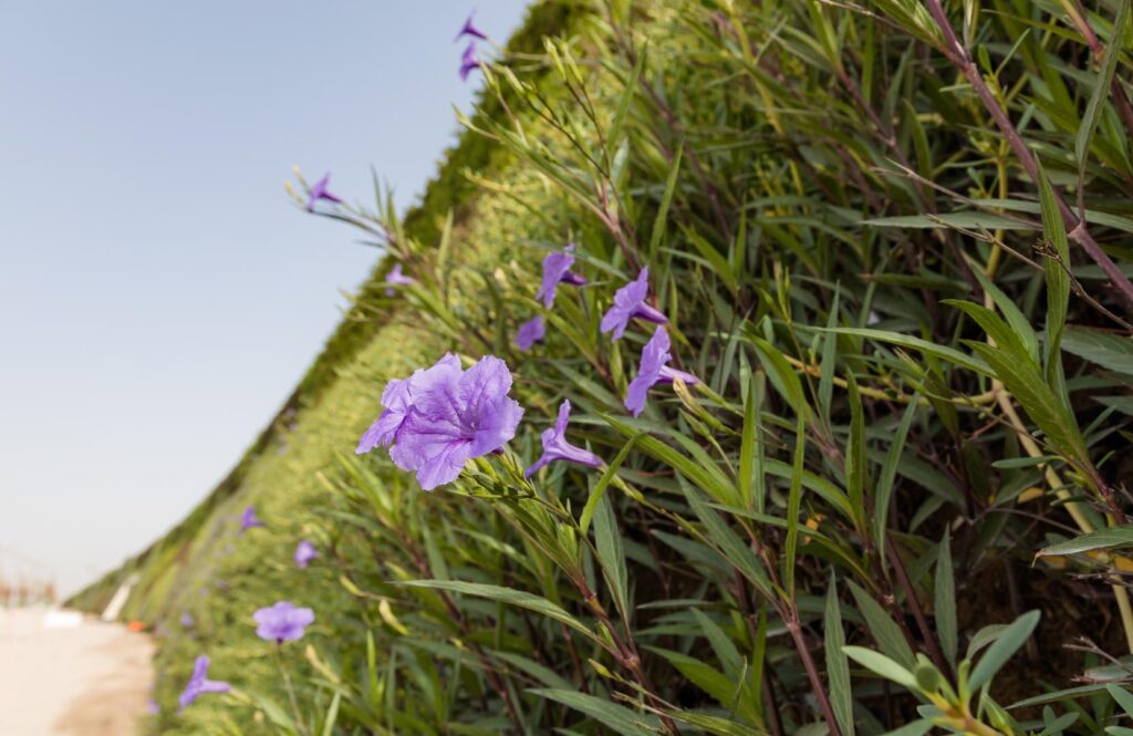Irrigation Systems in Qatar Nakheel Landscapes